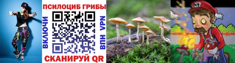 гидра ссылка Никольское Галлюциногенные грибы Psilocybine cubensis